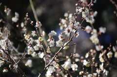 こちらはどんどん咲いてました