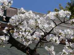 靖国神社の桜(3)