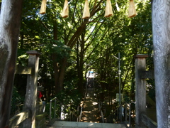 二宮神社の森(2)