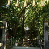 二宮神社の森(2)