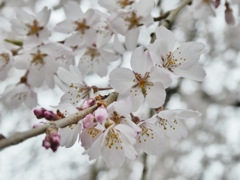 清雲寺の枝垂桜(8)