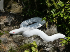 大谷寺の白蛇