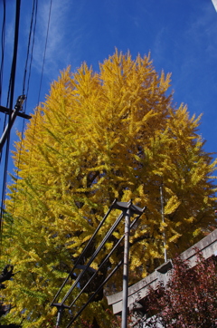 小野照前神社の大銀杏