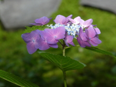 報国寺の紫陽花(2)