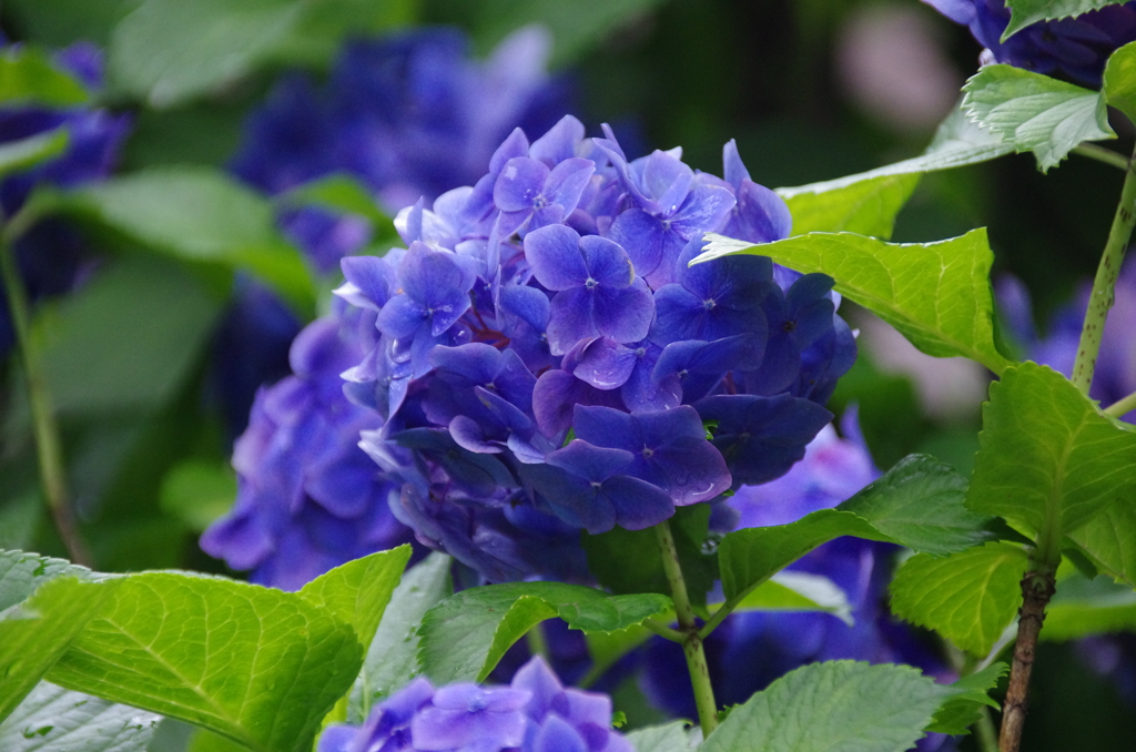 堀之内妙法寺の紫陽花(6)