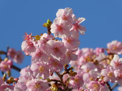 鴻神社の河津桜(2)