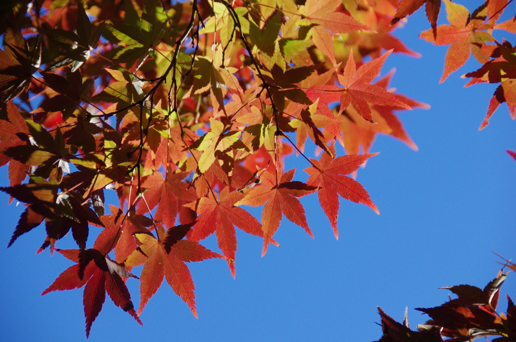 平林寺の紅葉(２)