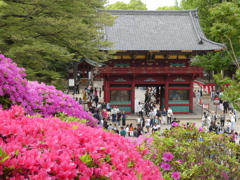 ツツジと根津神社瑞神門(２)