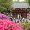 ツツジと根津神社瑞神門(２)