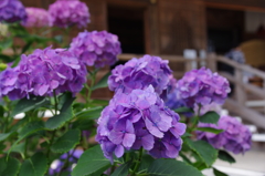 能護寺の紫陽花(紫)その２