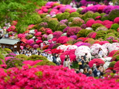 根津神社のつつじ(1)