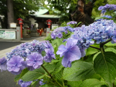 五方山熊野神社の紫陽花
