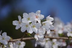 令和７年 靖国神社の桜(９)