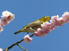 ついばみ中