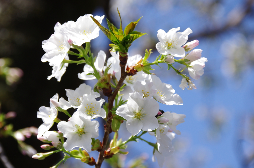 靖国神社の桜(2)