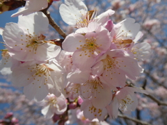 北浅羽の安行寒桜(1)