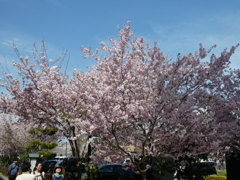 西武秩父駅前の桜