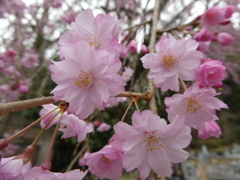 清雲寺の八重枝垂桜(1)