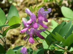 大谷寺で見つけた萩の花
