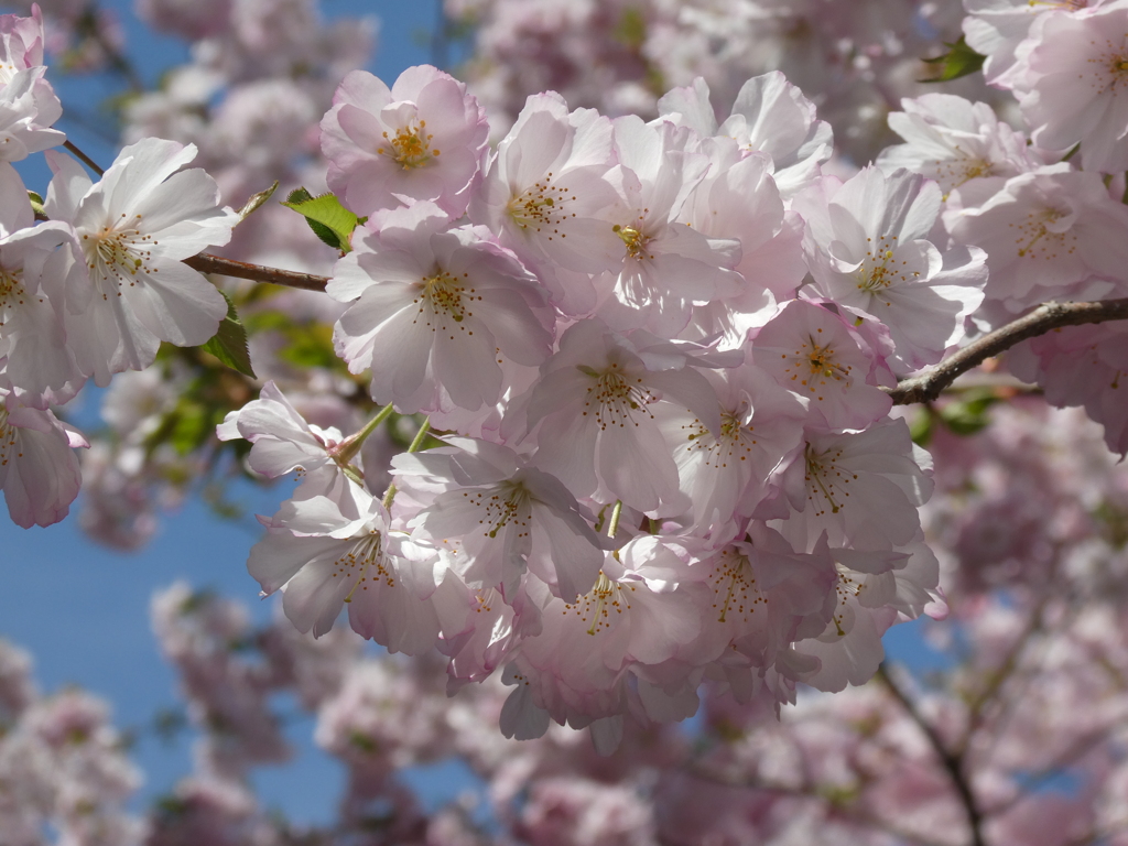 西武秩父駅前の桜(２)
