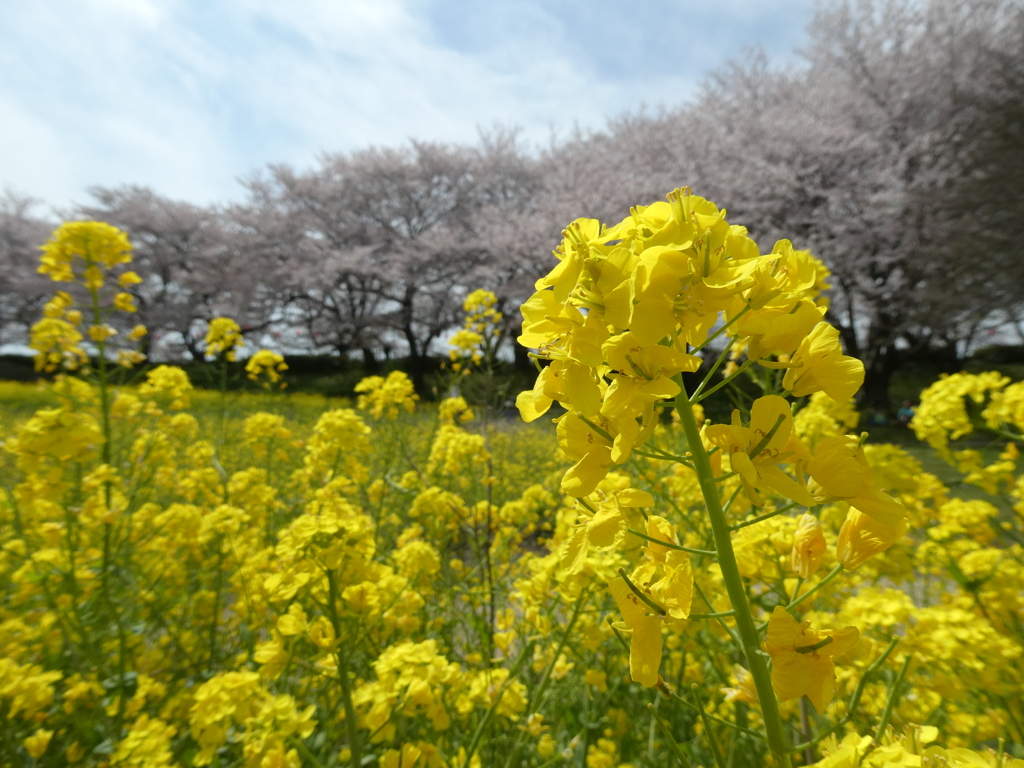 菜の花と染井吉野
