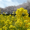 菜の花と染井吉野