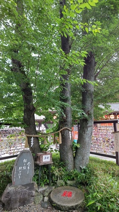 縁結びの桜