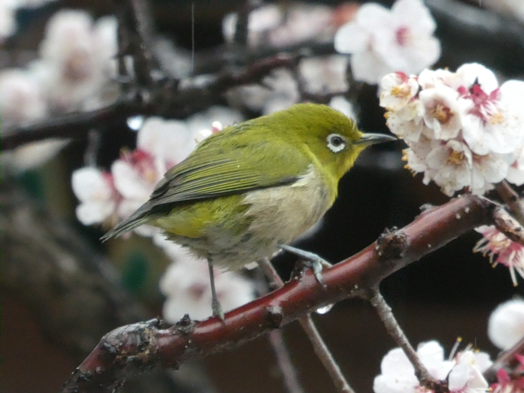令和6年湯島天神のウメジロ(1)