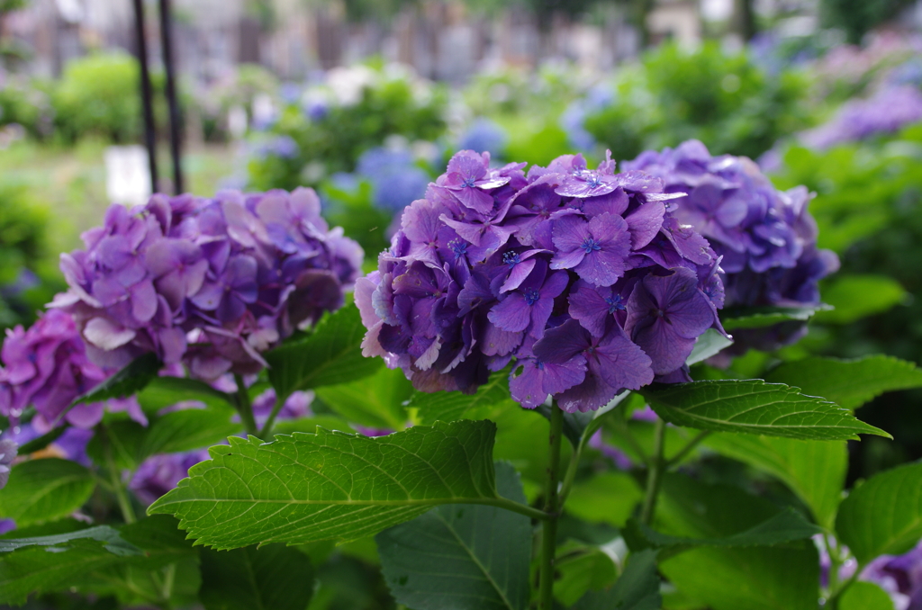 堀之内妙法寺の紫陽花(5)
