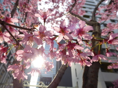 室町に桜咲く
