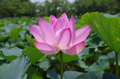 令和6年の行田古代蓮(4)