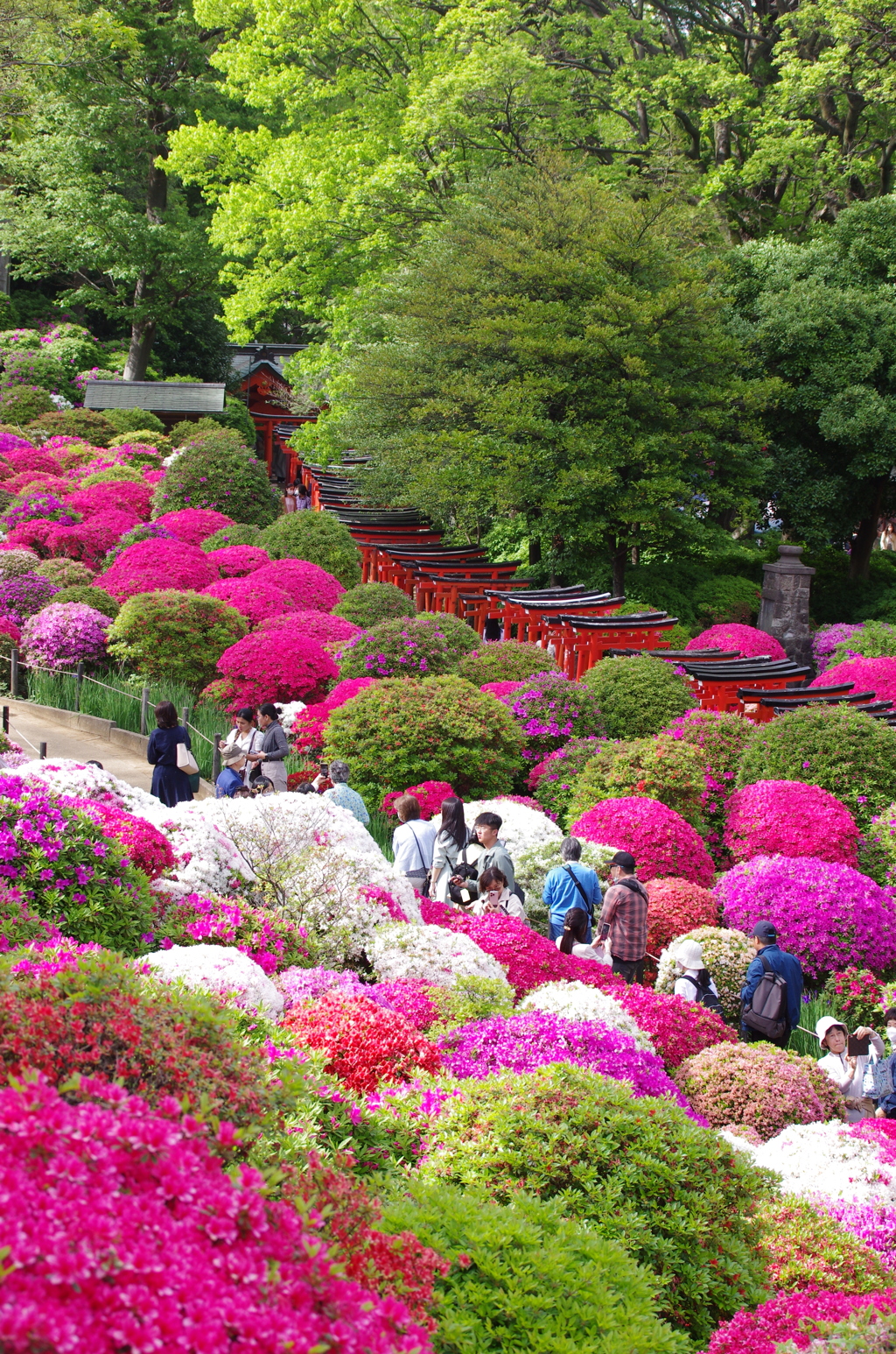 根津神社のつつじ(4)