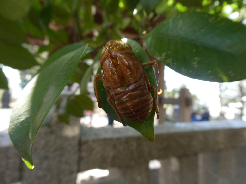 夏の忘れ物