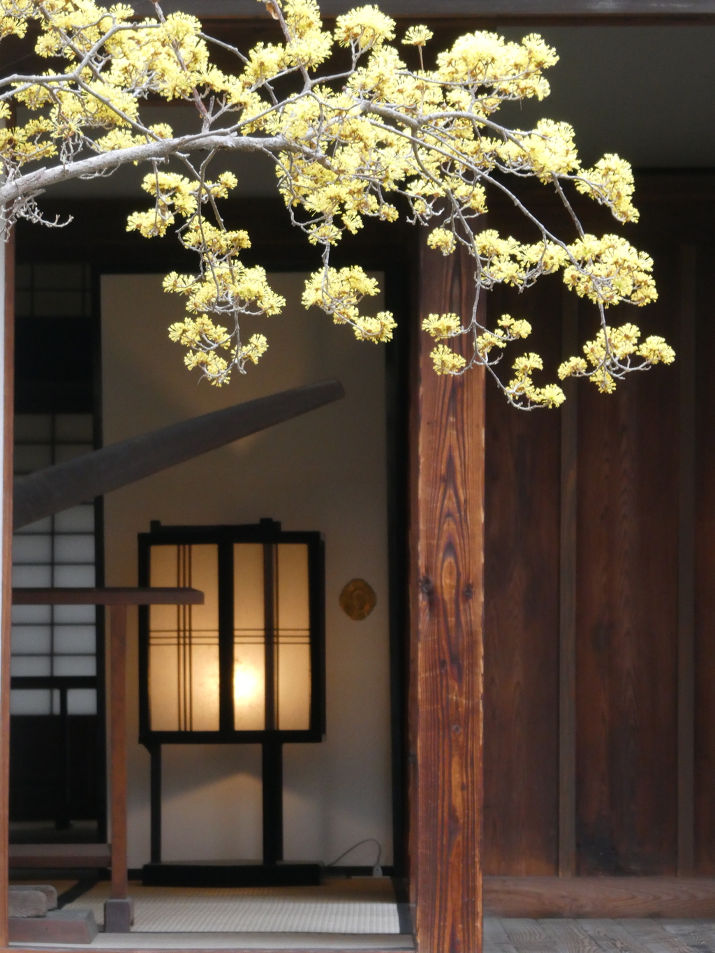 弘道館と山茱萸の花