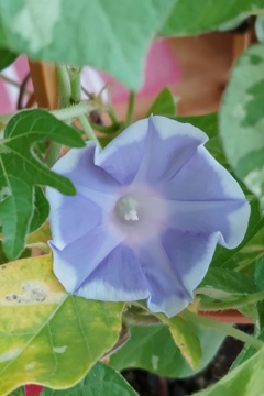 縁入り薄いブルー