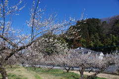 越生梅林寸景(2)