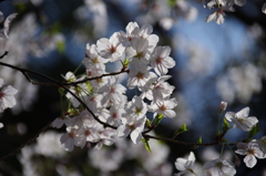 令和７年 靖国神社の桜(１)