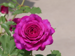令和７年深大寺植物園のバラ(２)