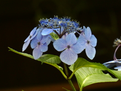 愛宕神社の紫陽花(１)