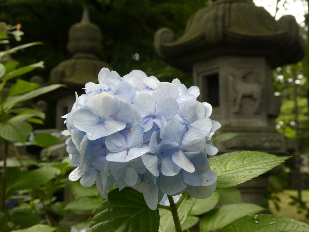 灯篭と紫陽花(2)
