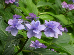 長谷寺の紫陽花(9)