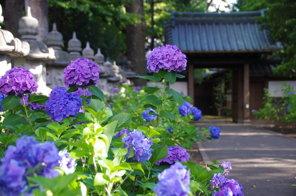 妙法寺の紫陽花