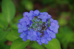 これも甘茶・・・かな