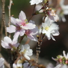 四季桜(3)