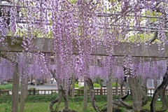 妙福寺の藤(４)
