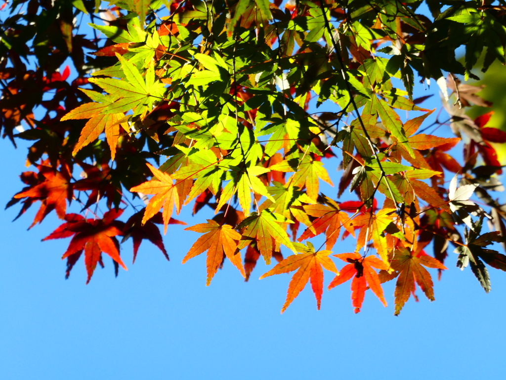 The Gradation(３)