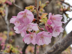 河津桜、咲きました！(１)