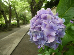 極楽寺の紫陽花(1)
