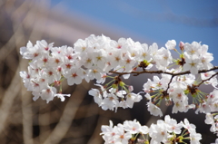 令和７年 靖国神社の桜(２)