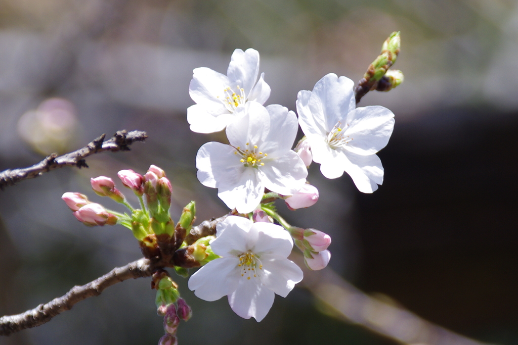 桜標準木の花